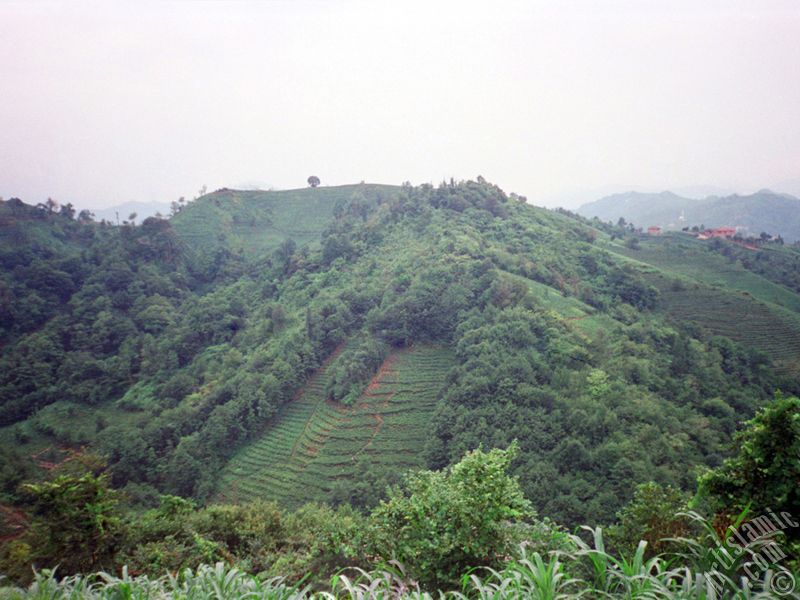 View of village from `OF district` in Trabzon city of Turkey.
