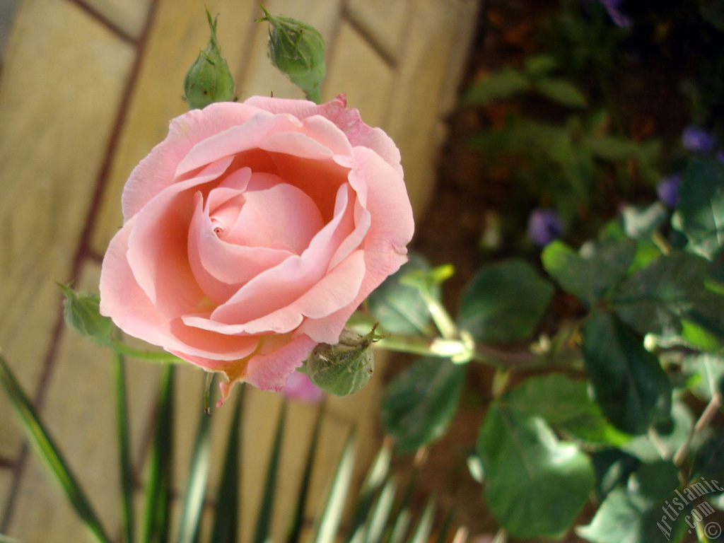 Pink rose photo.
