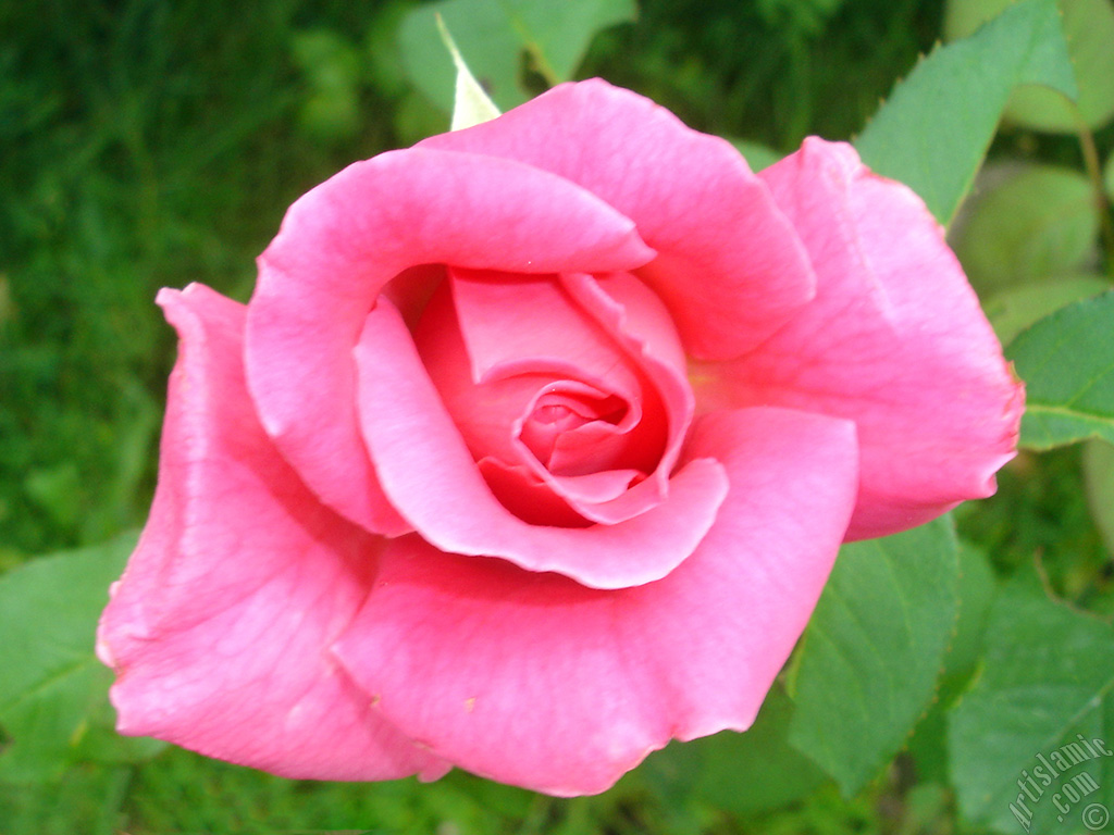 Pink rose photo.
