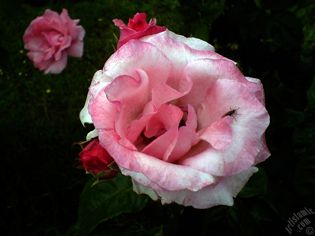 Pink rose photo.
