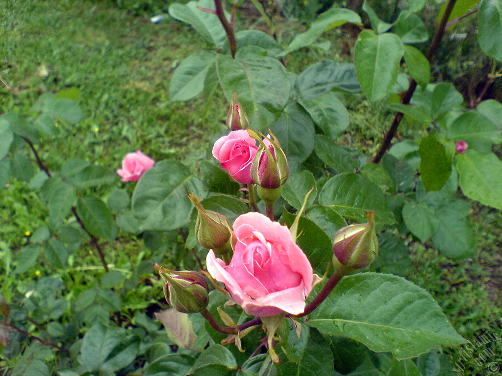 Pink rose photo.
