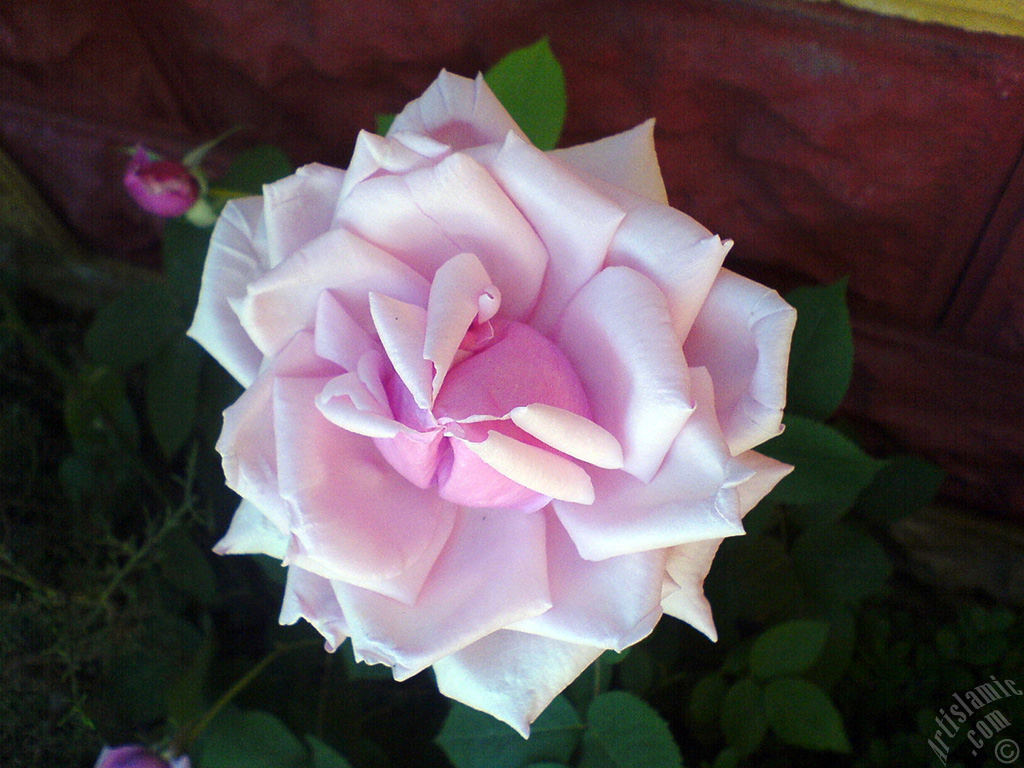 Pink rose photo.
