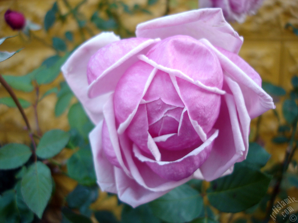 Pink rose photo.
