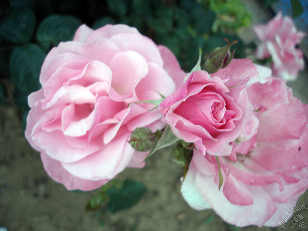 Pink rose photo.
