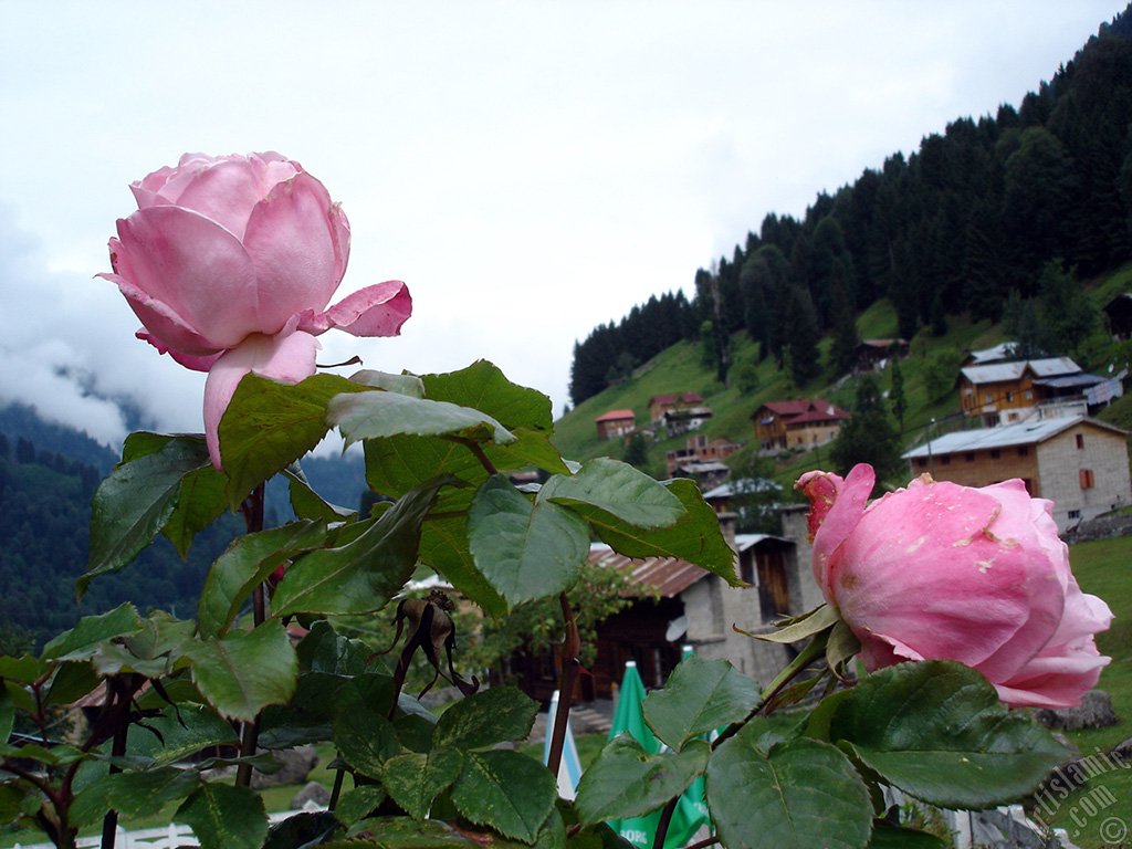 Pink rose photo.
