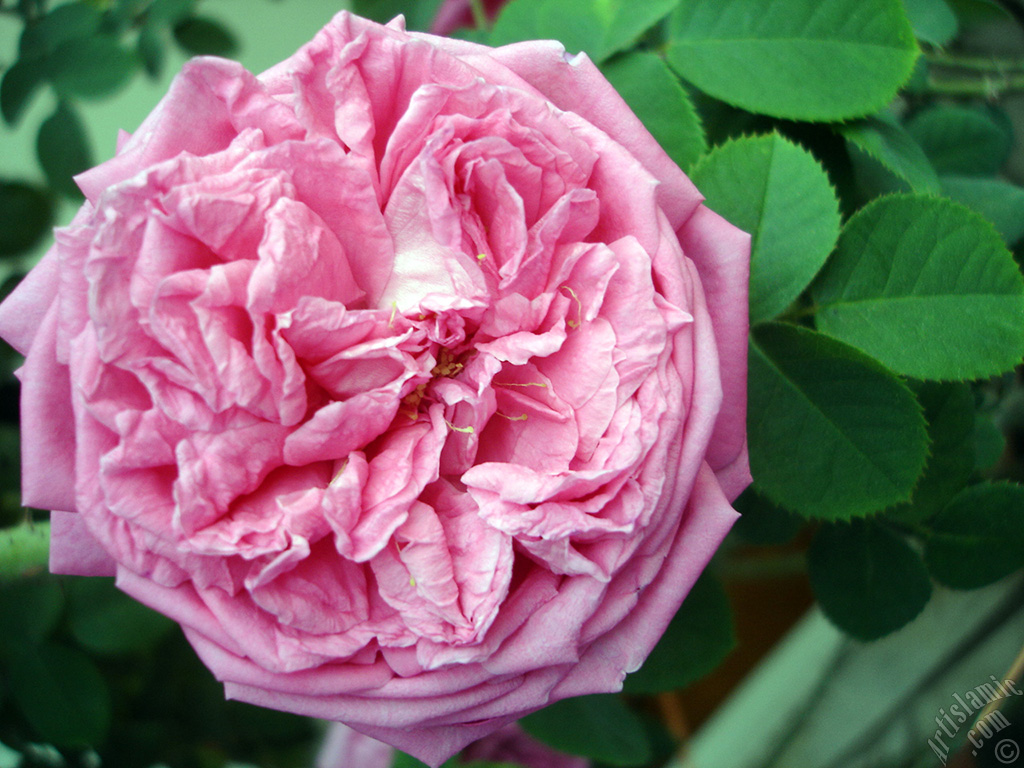 Pink rose photo.
