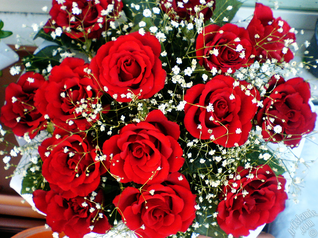 Red rose photo.
