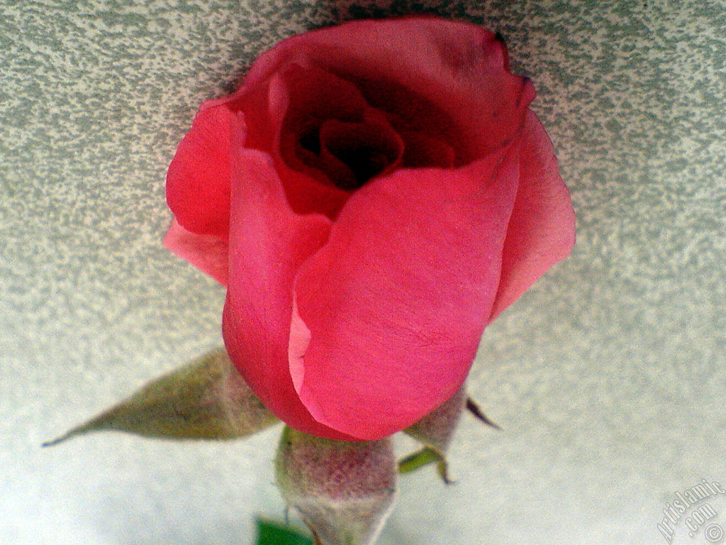 Red rose photo.
