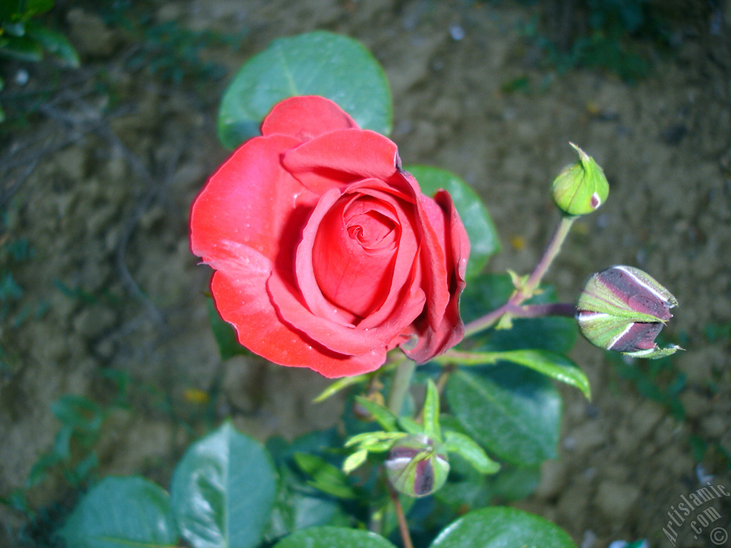 Red rose photo.
