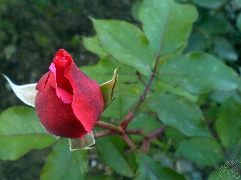 Red rose photo.
