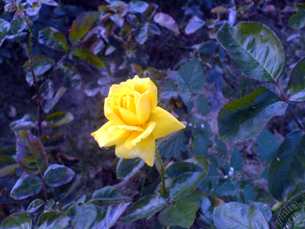 Yellow rose photo.
