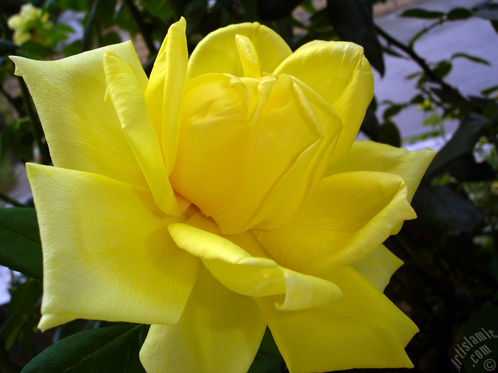 Yellow rose photo.
