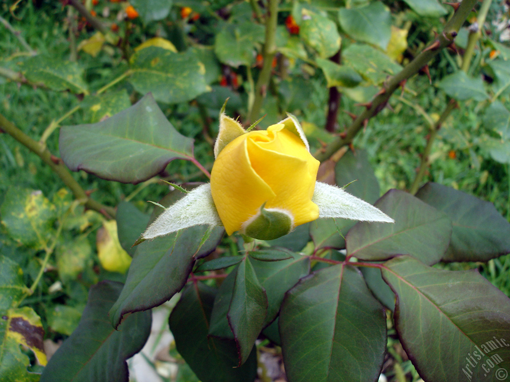 Yellow rose photo.
