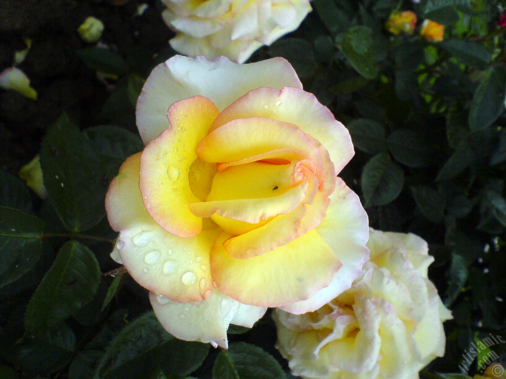 Yellow rose photo.
