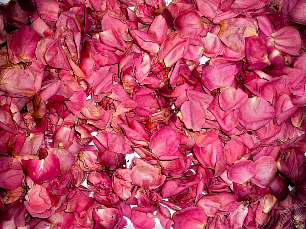 Rose leaves.
