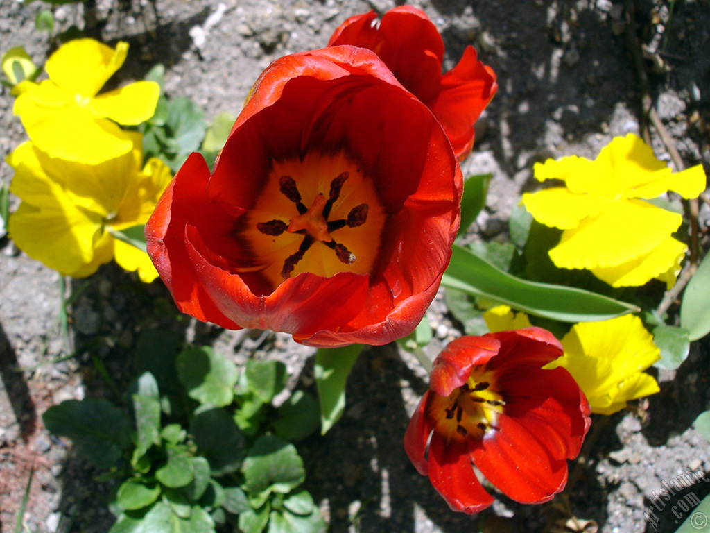 Red Turkish-Ottoman Tulip photo.
