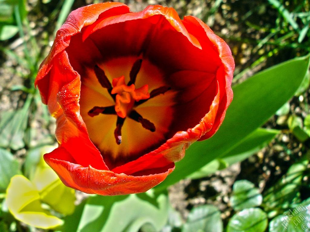 Red Turkish-Ottoman Tulip photo.
