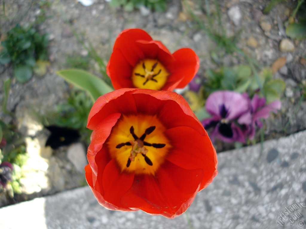 Red Turkish-Ottoman Tulip photo.
