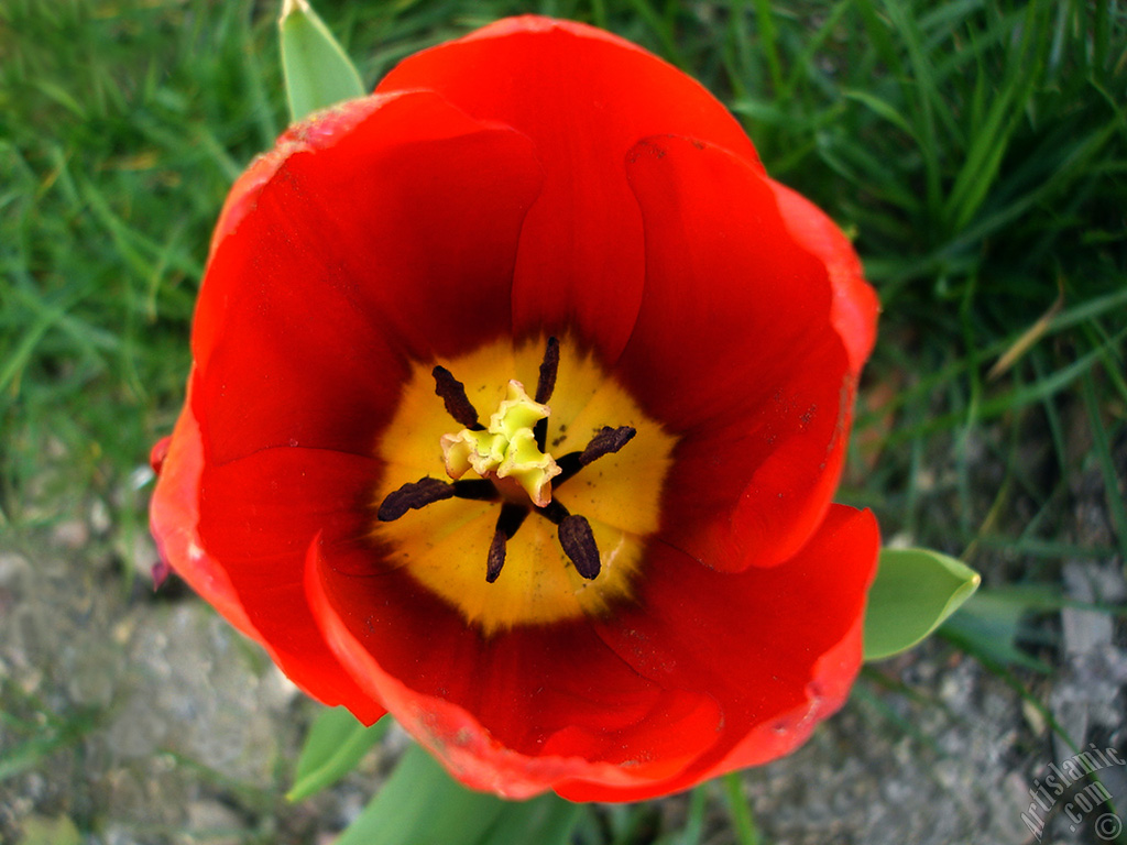 Red Turkish-Ottoman Tulip photo.
