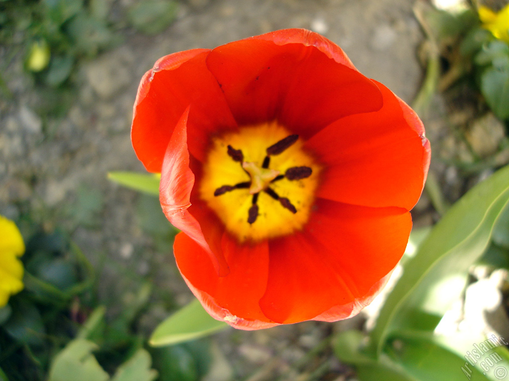 Red Turkish-Ottoman Tulip photo.
