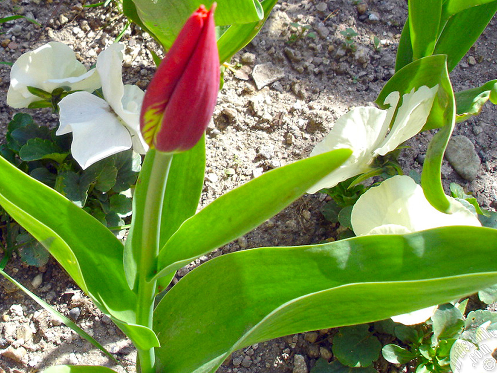 Red-yellow color Turkish-Ottoman Tulip photo.
