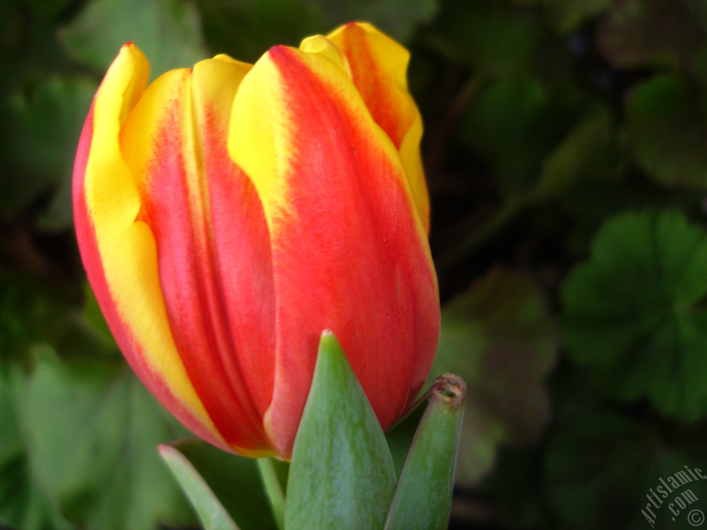 Red-yellow color Turkish-Ottoman Tulip photo.
