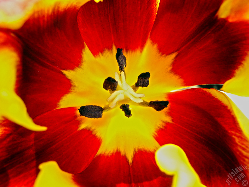 Red-yellow color Turkish-Ottoman Tulip photo.
