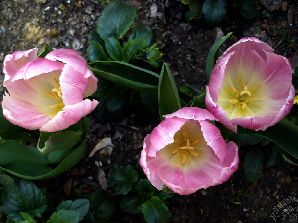 Pink color Turkish-Ottoman Tulip photo.
