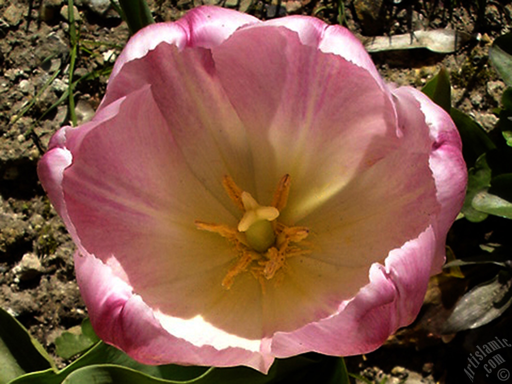 Pink color Turkish-Ottoman Tulip photo.
