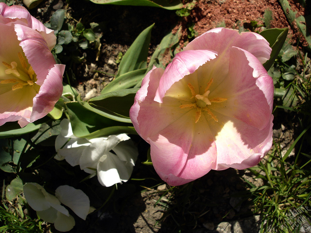 Pink color Turkish-Ottoman Tulip photo.
