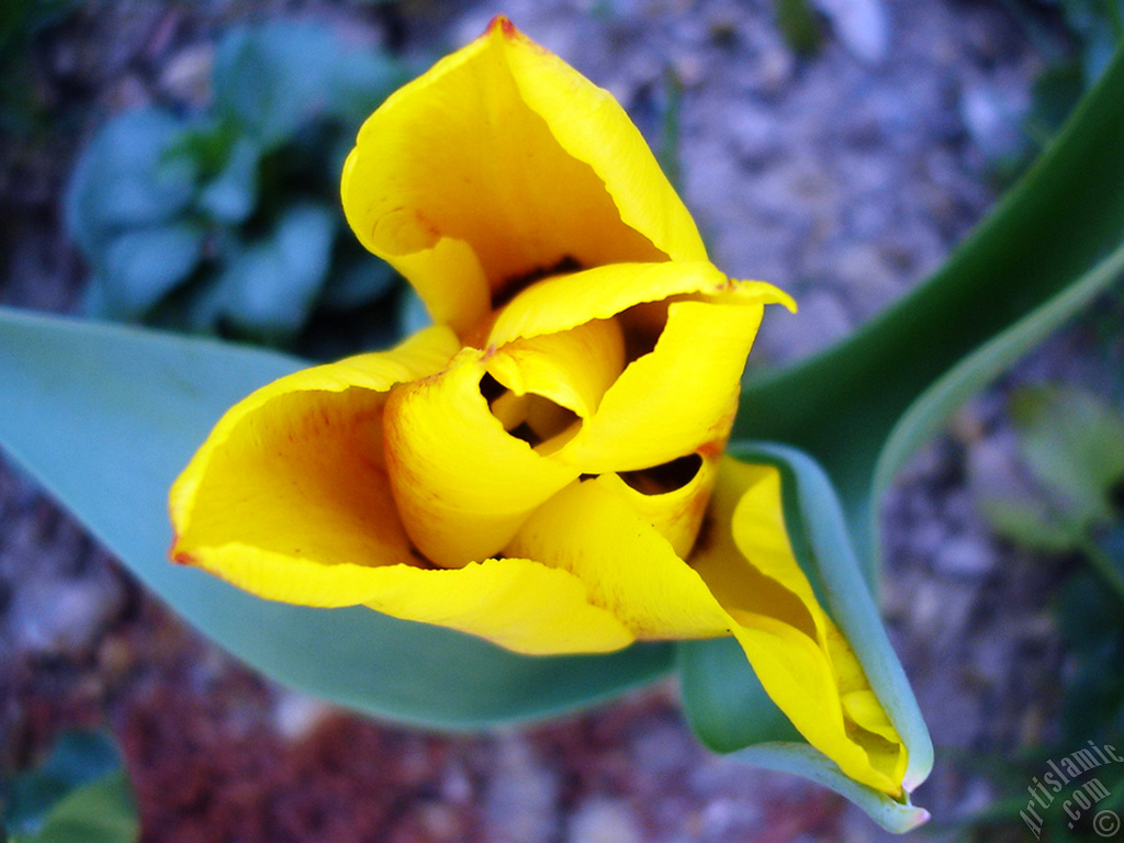 Yellow color Turkish-Ottoman Tulip photo.
