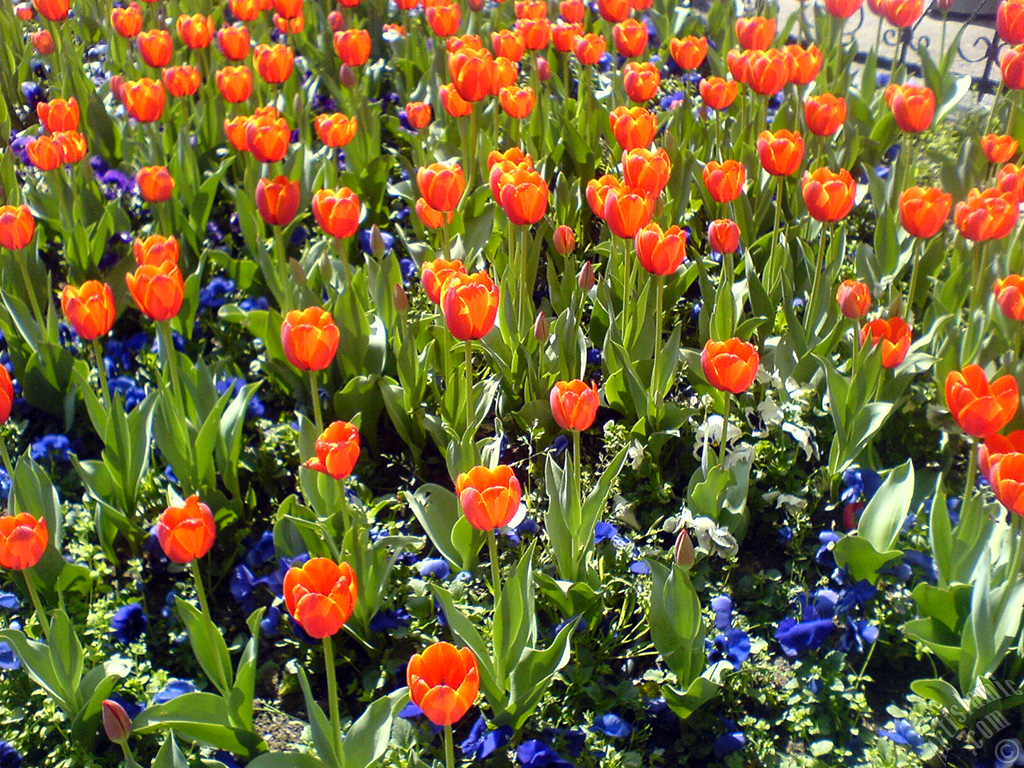 Turkish-Ottoman Tulips.
