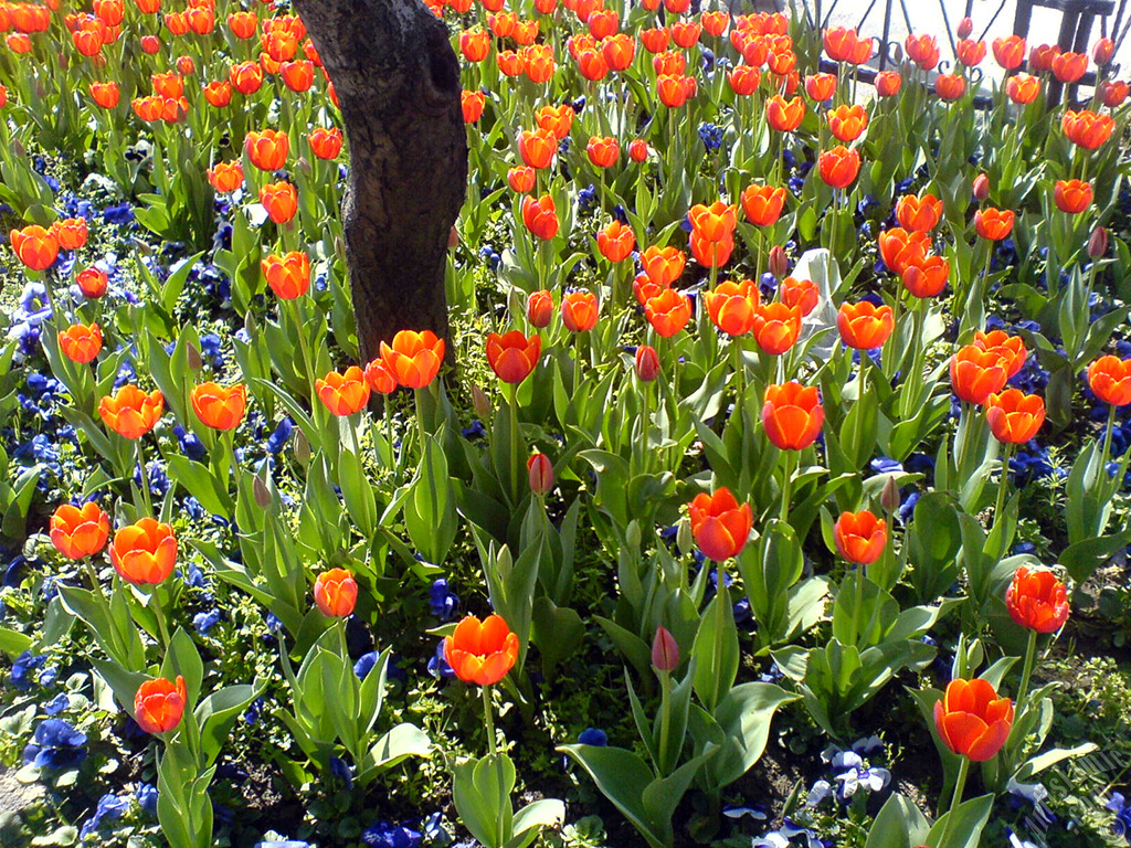 Turkish-Ottoman Tulips.
