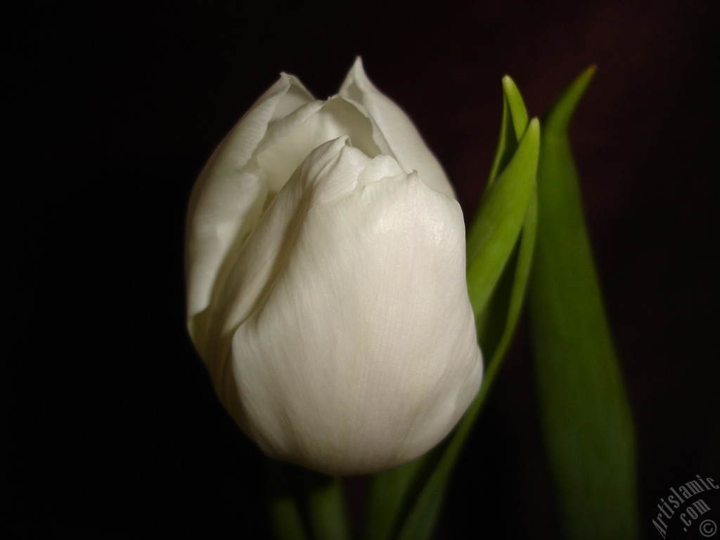 White color Turkish-Ottoman Tulip photo.
