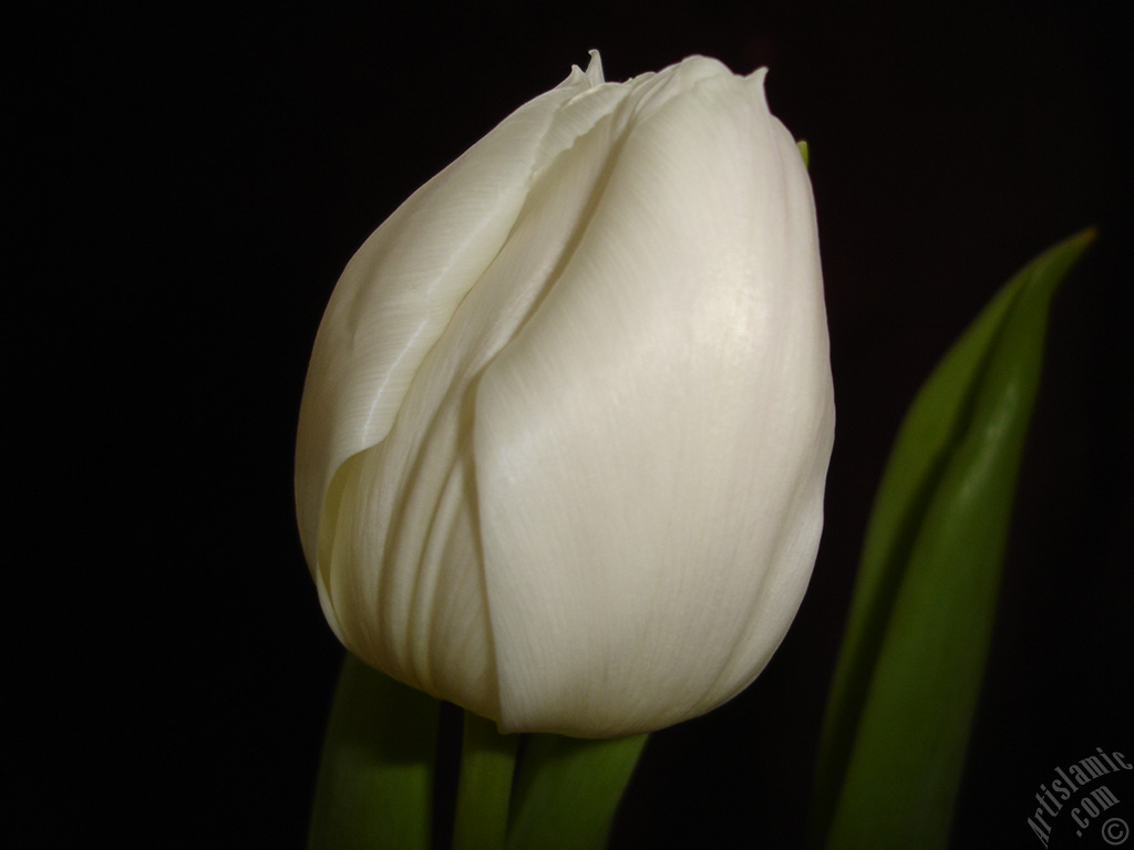 White color Turkish-Ottoman Tulip photo.
