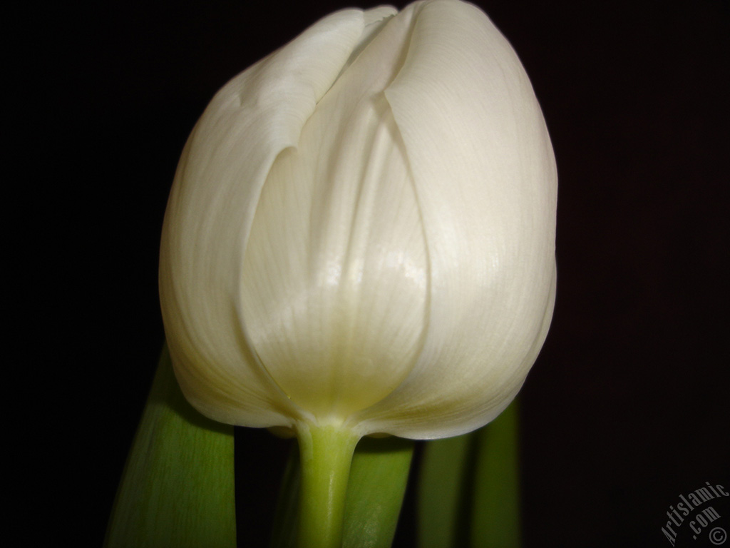 White color Turkish-Ottoman Tulip photo.
