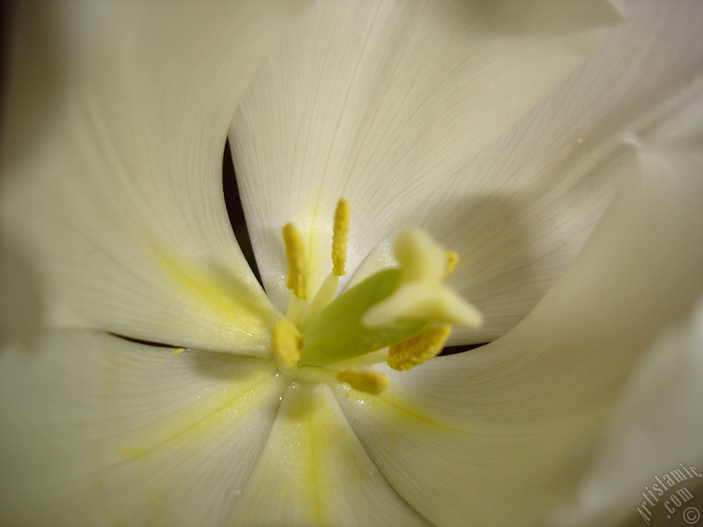 White color Turkish-Ottoman Tulip photo.
