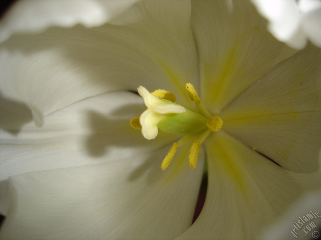 White color Turkish-Ottoman Tulip photo.
