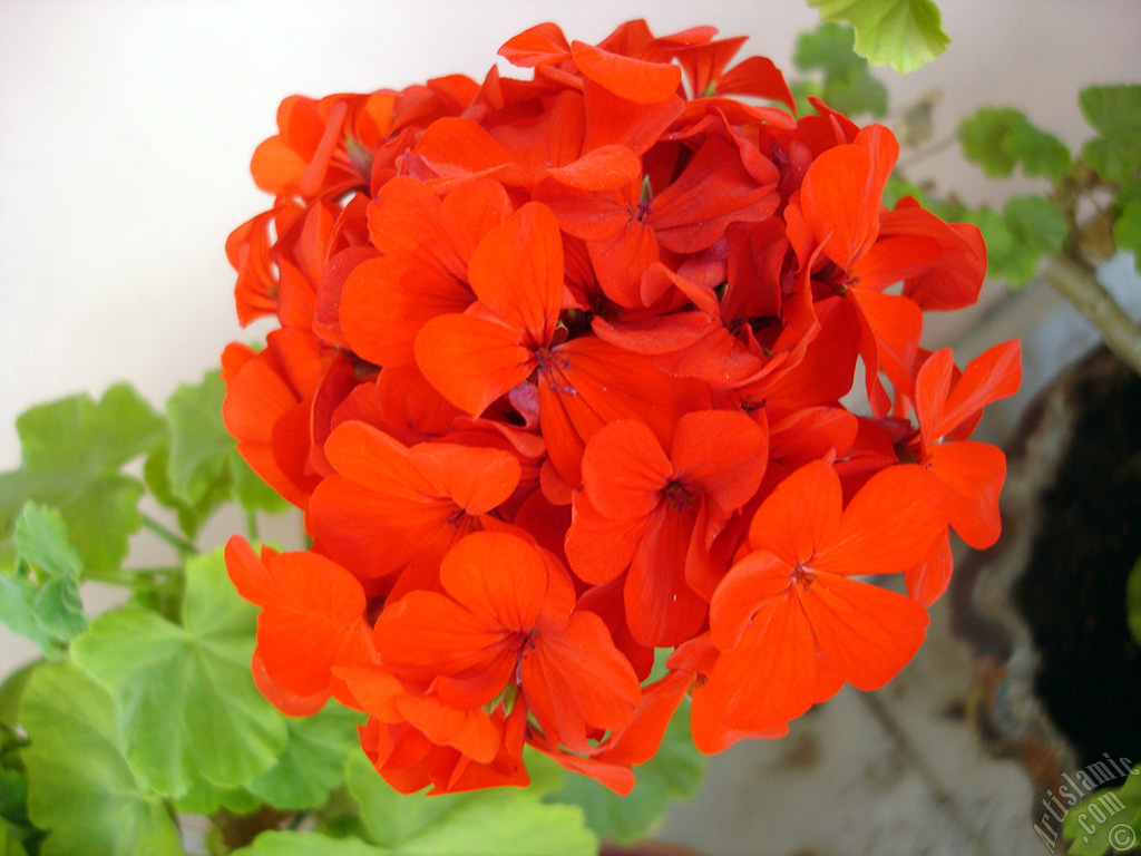 Red Colored Pelargonia -Geranium- flower.
