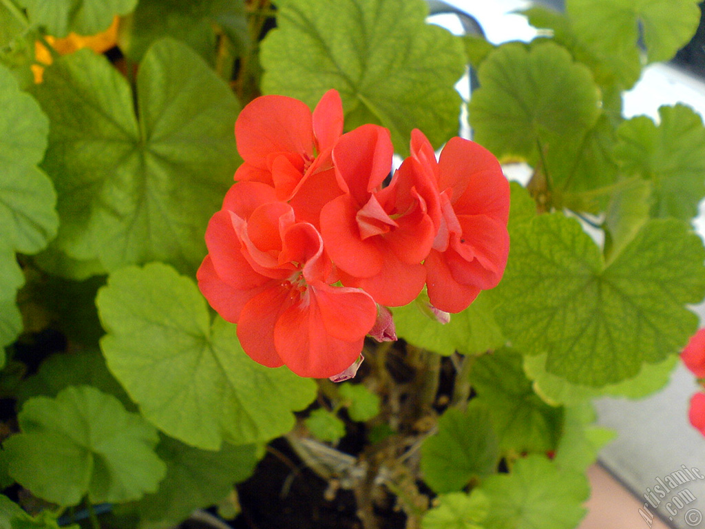 Red Colored Pelargonia -Geranium- flower.
