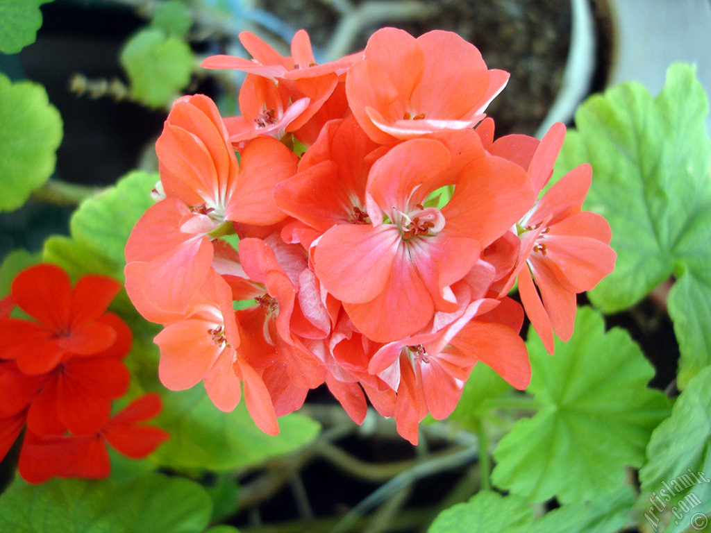 Red Colored Pelargonia -Geranium- flower.
