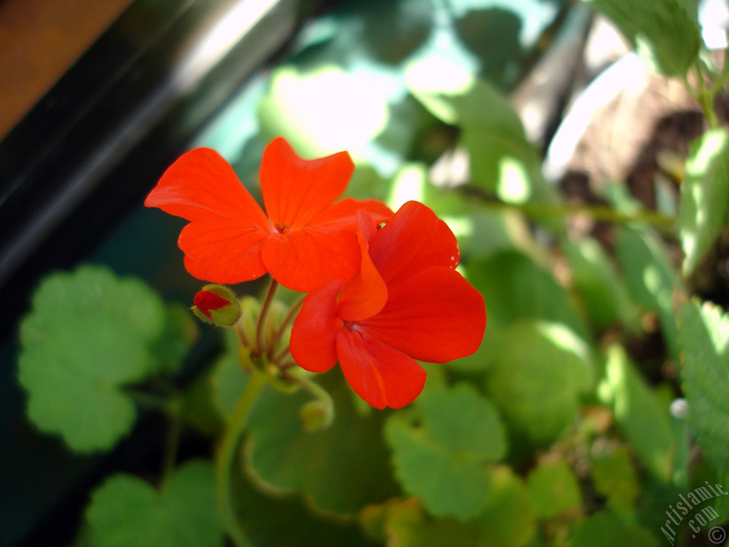 Red Colored Pelargonia -Geranium- flower.
