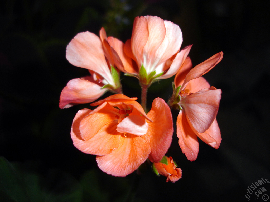 Red Colored Pelargonia -Geranium- flower.
