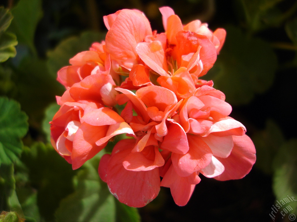 Red Colored Pelargonia -Geranium- flower.
