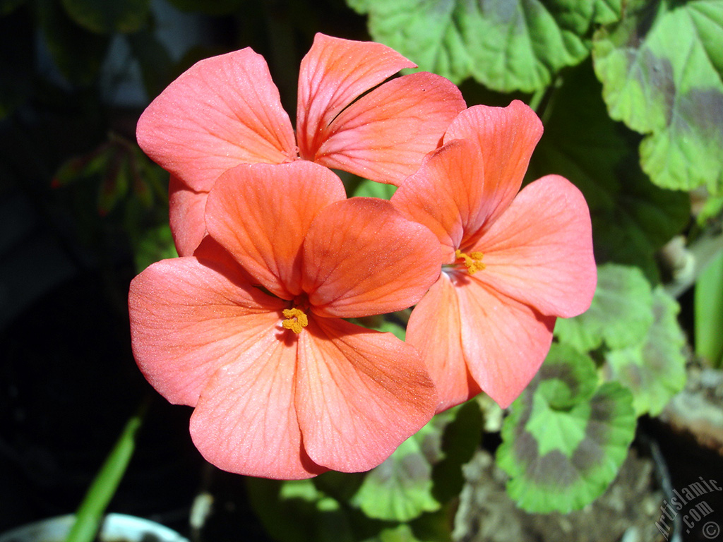 Red Colored Pelargonia -Geranium- flower.
