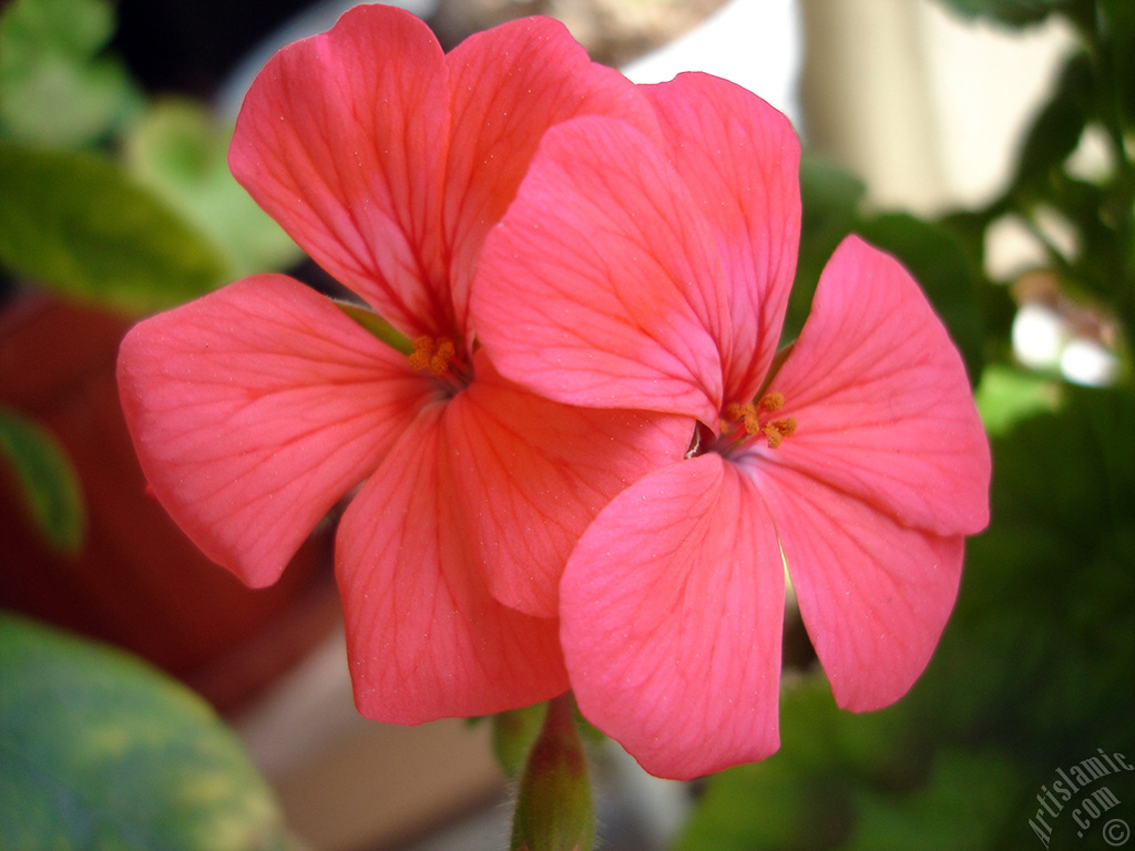 Red Colored Pelargonia -Geranium- flower.
