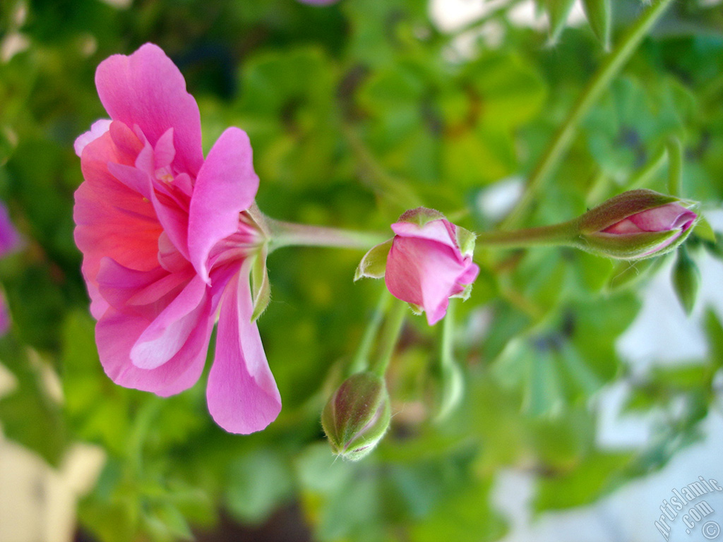 Pink Colored Pelargonia -Geranium- flower.
