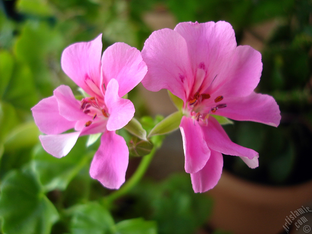 Pink Colored Pelargonia -Geranium- flower.
