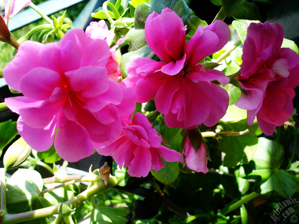 Pink Colored Pelargonia -Geranium- flower.
