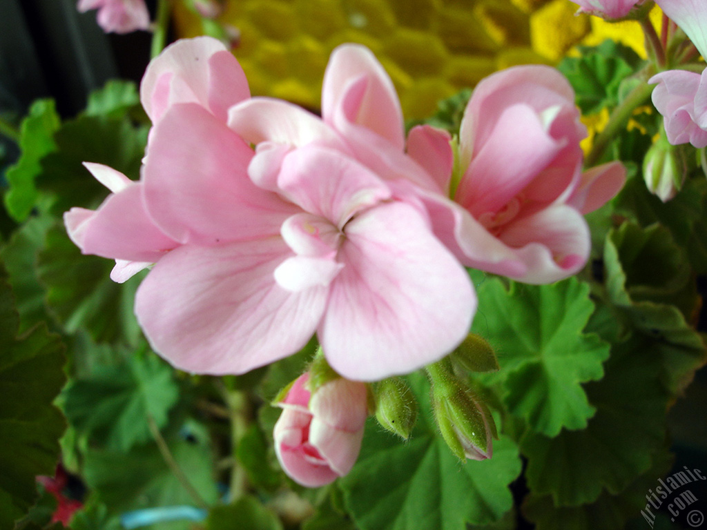 Pink Colored Pelargonia -Geranium- flower.
